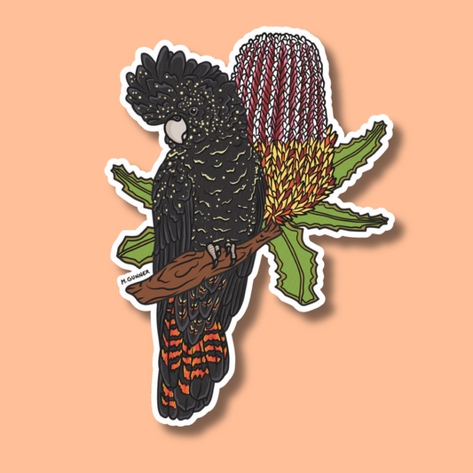 Red-tailed Black Cockatoo Sticker