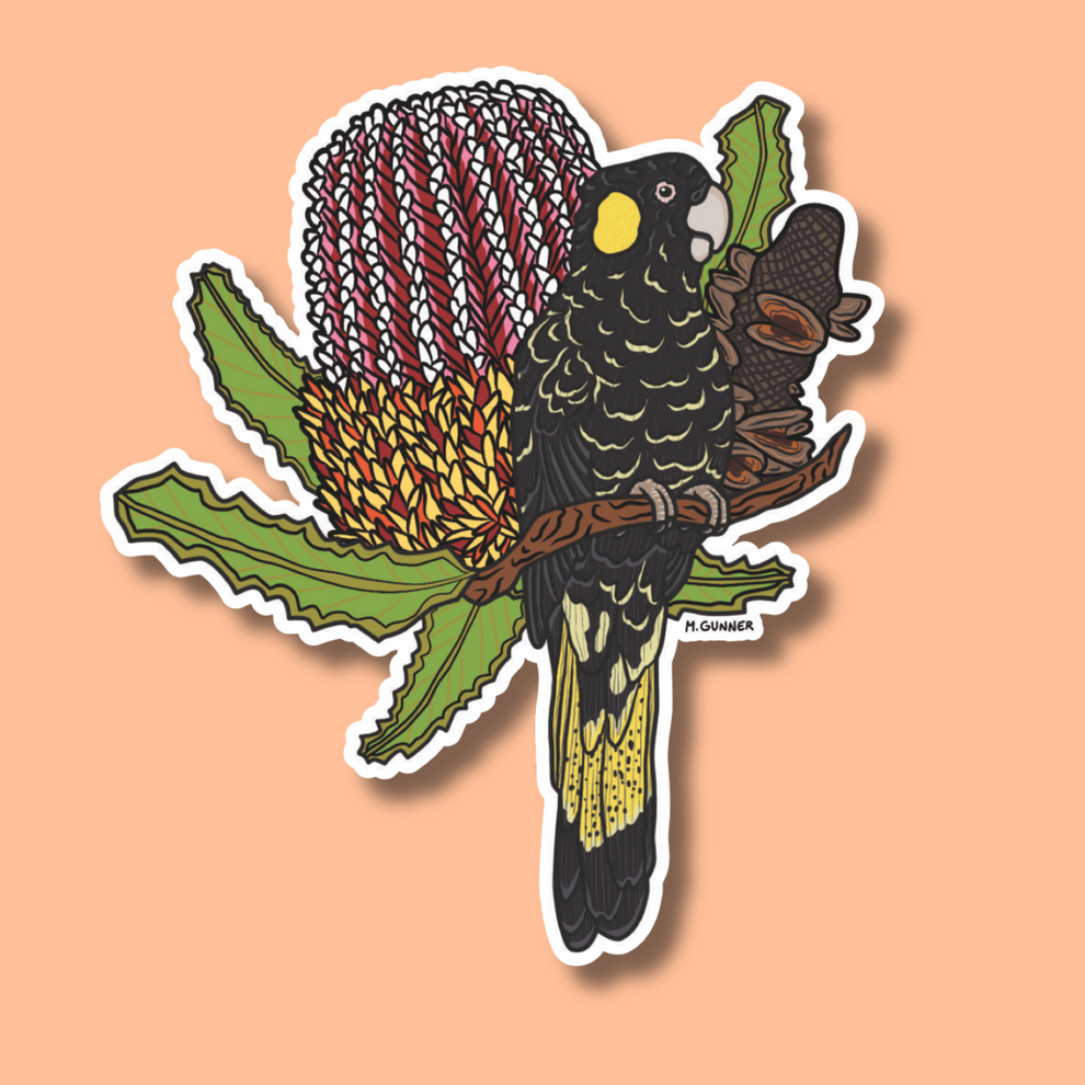 Yellow-tailed Black Cockatoo Sticker – MR GUNNER ART