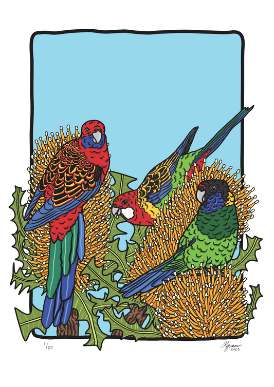 Eastern Rosella, Crimson Rosella & Australian Ringneck Art Print