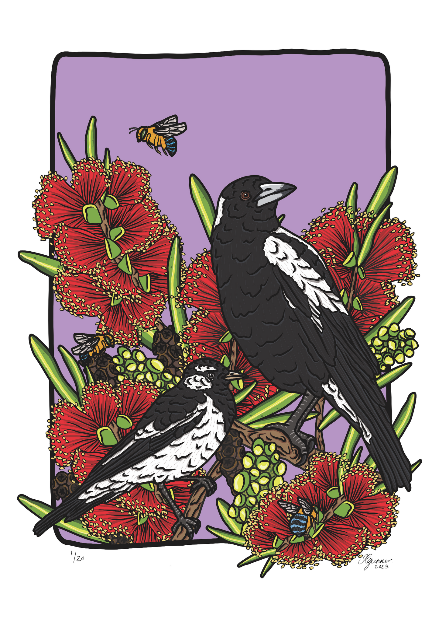 Australian Magpie, Magpie-lark and Blue Banded Bee Art Print