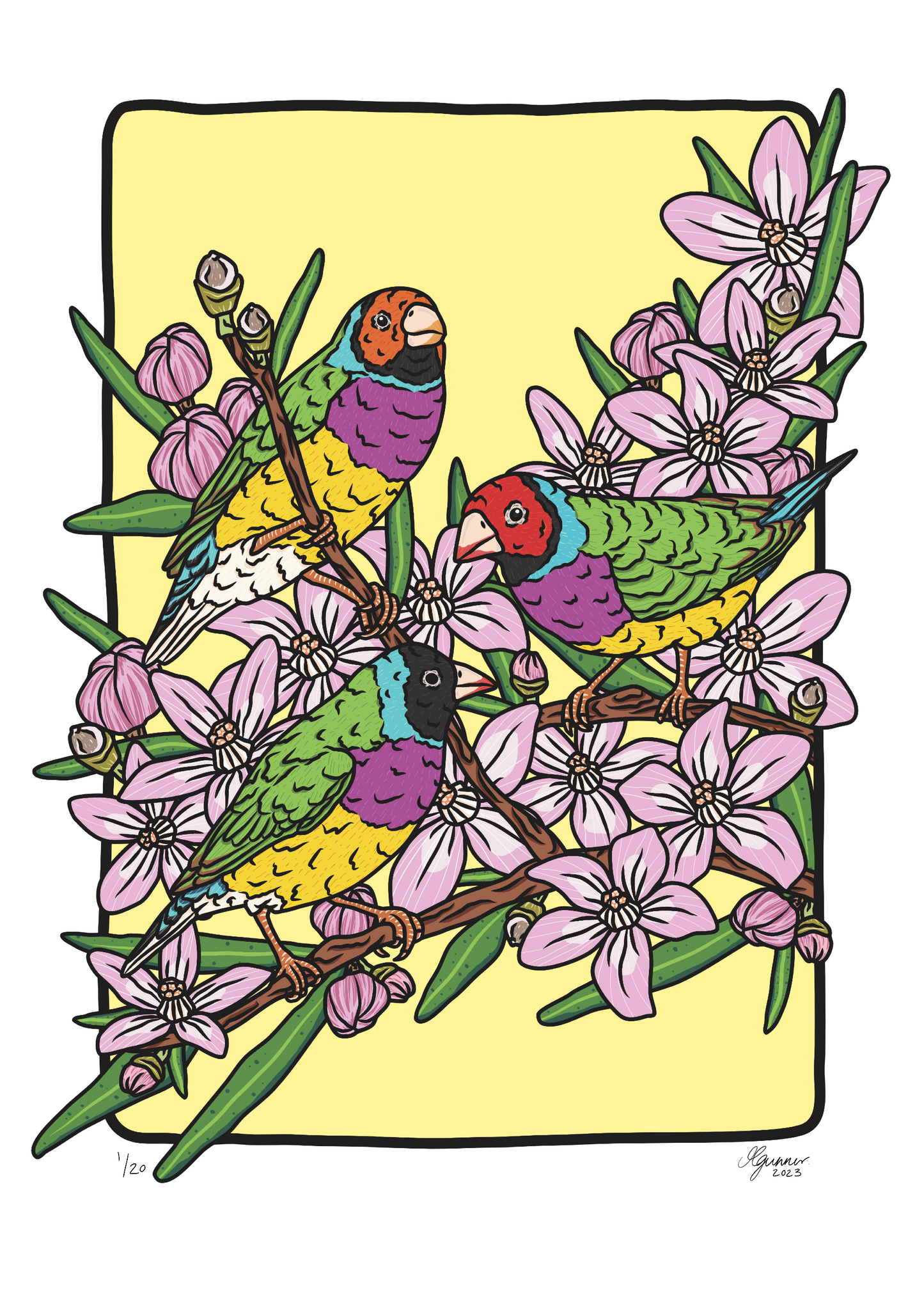 Gouldian Finches Art Print