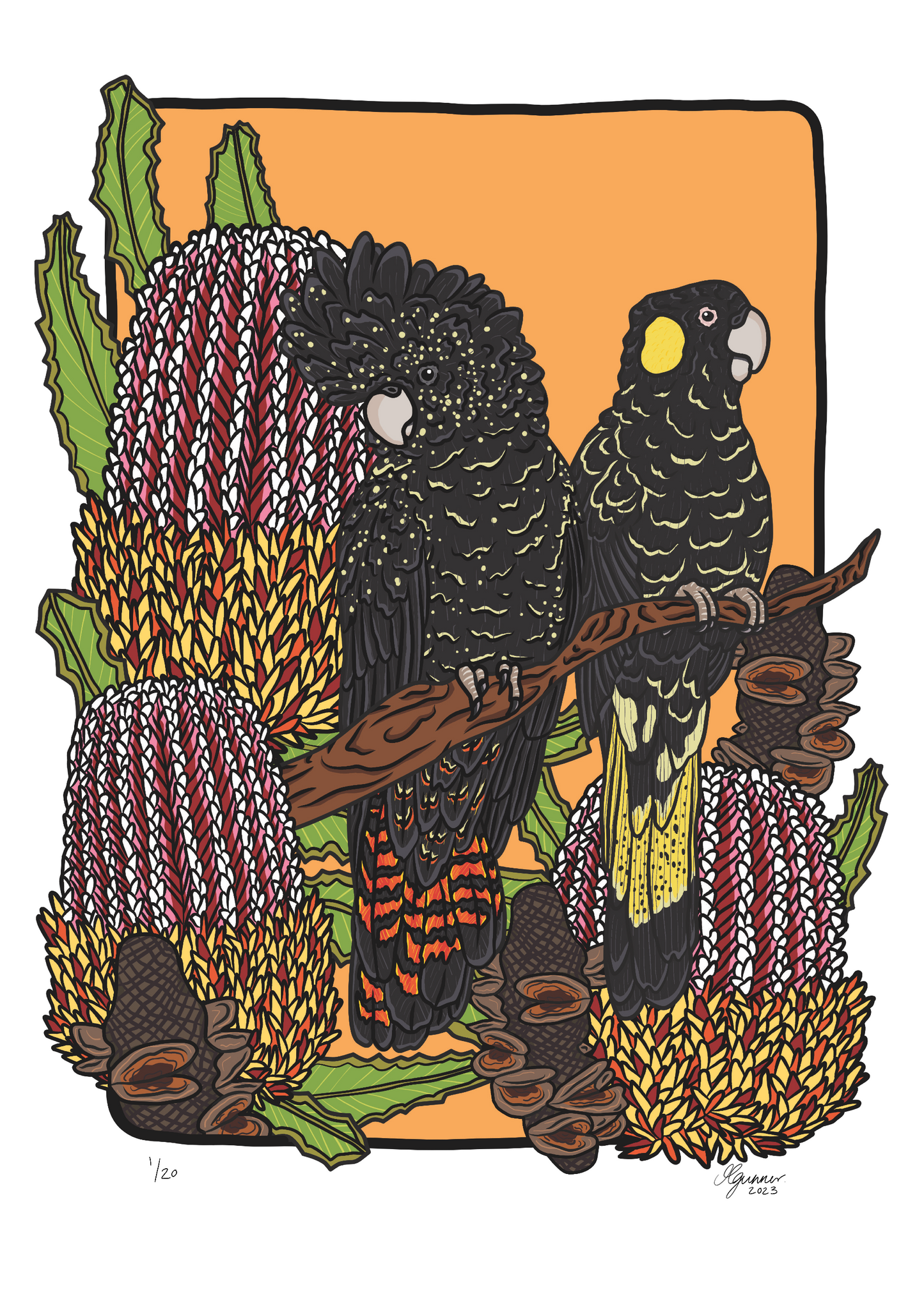 Red-Tail and Yellow-Tail Black Cockatoo Art Print