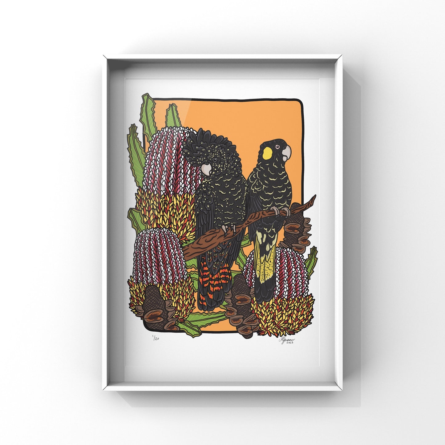 Red-Tail and Yellow-Tail Black Cockatoo Art Print